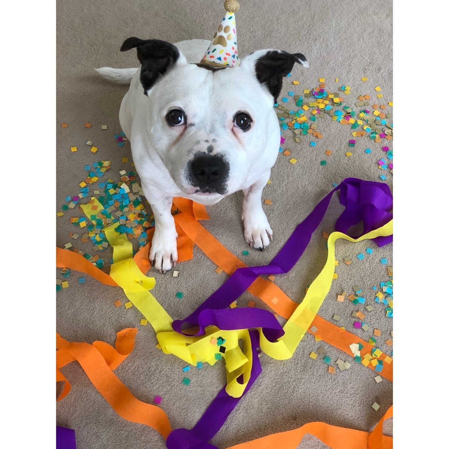 Pawty Time Mini Pet Hat